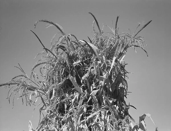 Shocked corn in field of FSA borrower, Sunset Valley, Malheur County, Oregon, 1939. Creator: Dorothea Lange