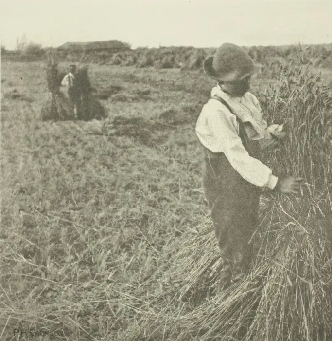 Framed Print : Shocking Corn (Norfolk), c. 1883 / 87, printed 1888. Creator: Peter Henry Emerson Framed Print : Shocking Corn (Norfolk), c. 1883 / 87, printed 1888. Creator: Peter Henry Emerson