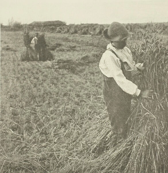 Shocking Corn (Norfolk), c. 1883 / 87, printed 1888. Creator: Peter Henry Emerson
