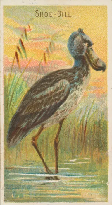 Framed Print : Shoe-Bill, from the Birds of the Tropics series (N5) for Allen & Framed Print : Shoe-Bill, from the Birds of the Tropics series (N5) for Allen &