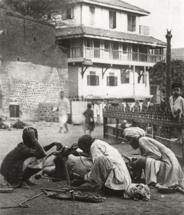 Framed Print : Shoeing a bullock, India, c1927-c1929 Framed Print : Shoeing a bullock, India, c1927-c1929