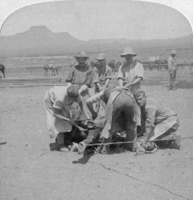 Framed Print : Shoeing horses at Naauwpoort, South Africa, Boer War, 1900. Artist: Underwood & Underwood Framed Print : Shoeing horses at Naauwpoort, South Africa, Boer War, 1900. Artist: Underwood & Underwood