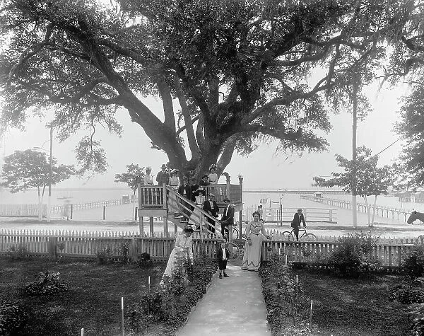 Shoo-fly at Madame Boyle's, Bay St. Louis, Miss. between 1900 and 1906. Creator: Unknown
