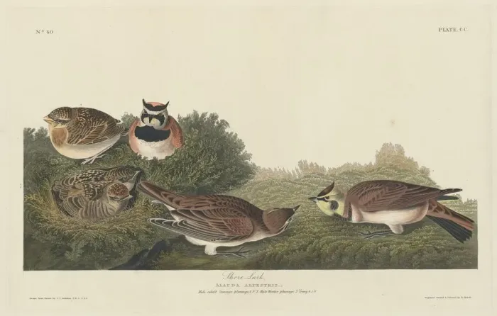 Framed Print : Shore Lark, 1834. Creator: Robert Havell Framed Print : Shore Lark, 1834. Creator: Robert Havell