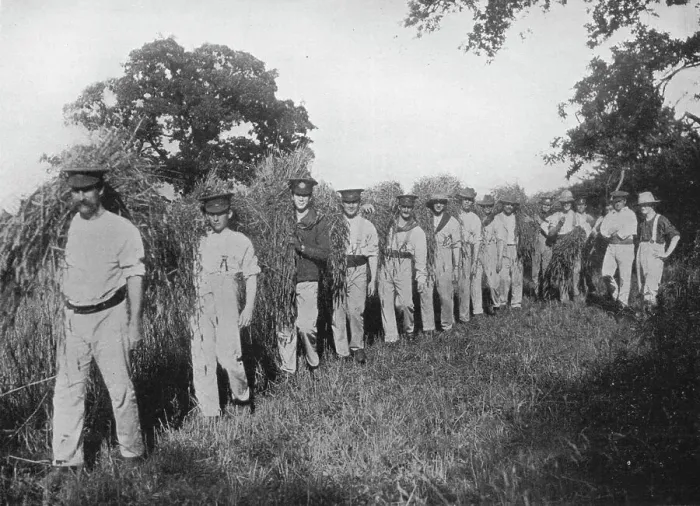 Framed Print : The shortage of farm labour: Soldiers assisting with the harvest, 1915