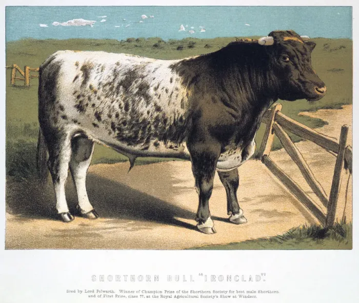 Framed Print : Shorthorn Bull Ironclad, 1875 Framed Print : Shorthorn Bull Ironclad, 1875