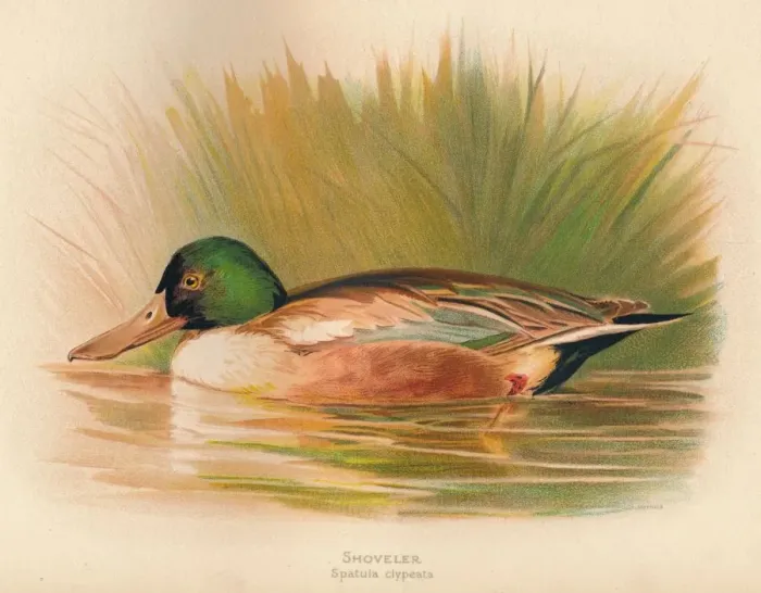Framed Print : Shoveler (Spatula clypeata), 1900, (1900). Artist: Charles Whymper Framed Print : Shoveler (Spatula clypeata), 1900, (1900). Artist: Charles Whymper