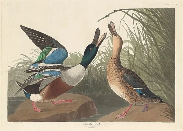 Shoveller Duck, 1836. Creator: Robert Havell