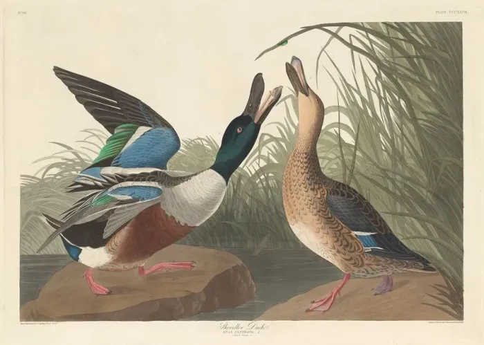 Framed Print : Shoveller Duck, 1836. Creator: Robert Havell Framed Print : Shoveller Duck, 1836. Creator: Robert Havell