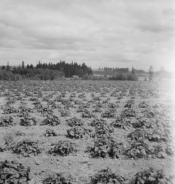 Shows the Arnold house, looking across their strawberry field... Michigan Hill, Washington, 1939. Creator: Dorothea Lange