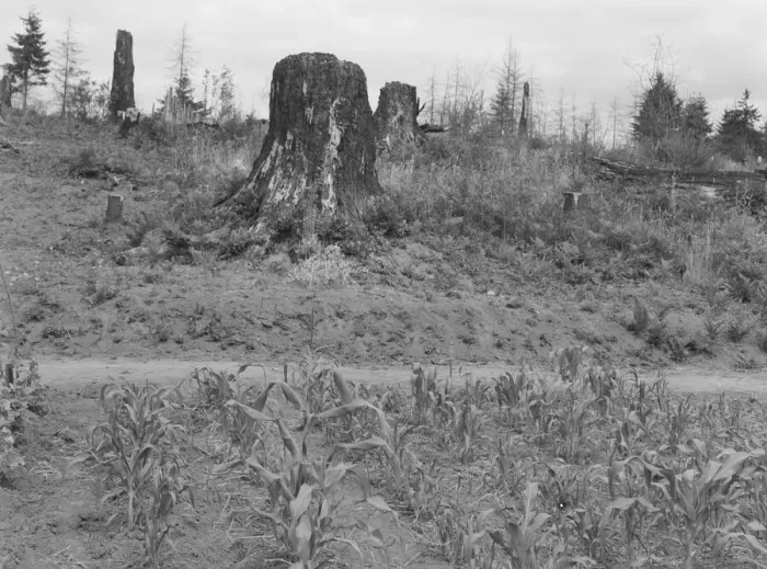 Framed Print : Shows charater of the land in the hills surrounding Elma, Grays Harbor, Western Wasington, 1939. Creator: Dorothea Lange Framed Print : Shows charater of the land in the hills surrounding Elma, Grays Harbor, Western Wasington, 1939. Creator: Dorothea Lange