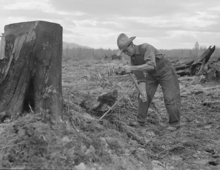 Framed Print : Shows method of pulling tomarack stump, Bonner County, Idaho, 1939. Creator: Dorothea Lange