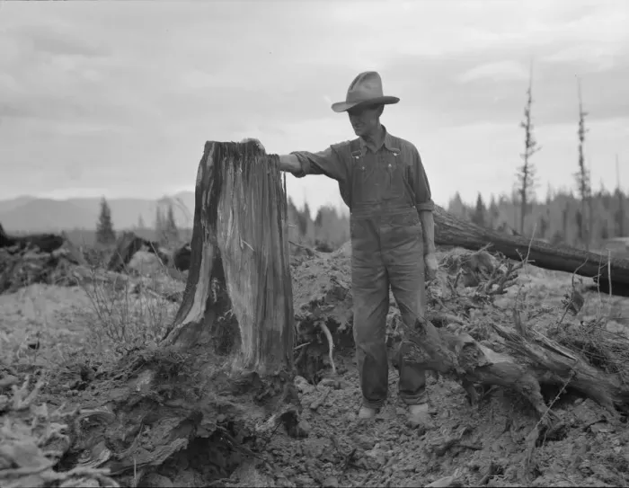 Framed Print : Shows stump on cut-over farm after blasting, Bonner County, Idaho, 1939. Creator: Dorothea Lange Framed Print : Shows stump on cut-over farm after blasting, Bonner County, Idaho, 1939. Creator: Dorothea Lange
