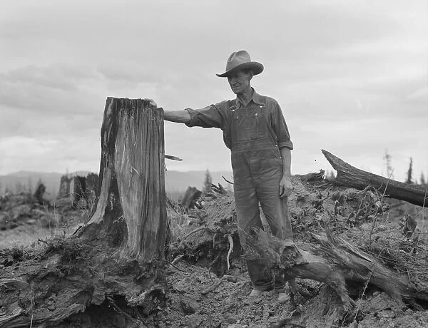 Shows stump on cut-over farm after blasting, Bonner County, Idaho, 1939. Creator: Dorothea Lange