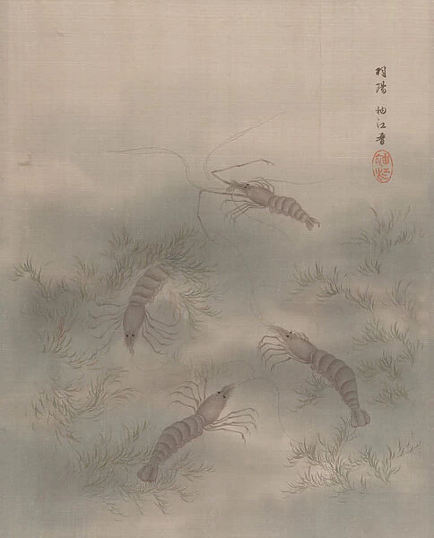 Shrimp (Ebi), ca. 1890-92. Creator: Seki Shuko