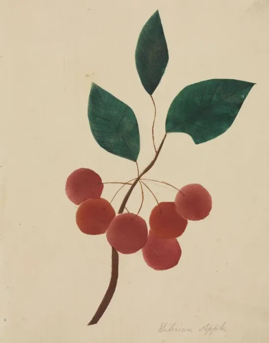 Framed Print : Siberian Apple. Creator: Mary Altha Nims (American, 1817-1907) Framed Print : Siberian Apple. Creator: Mary Altha Nims (American, 1817-1907)