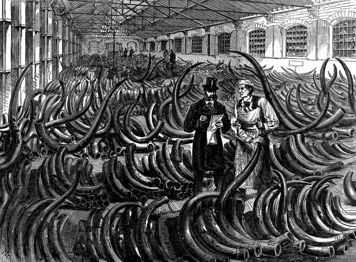 Framed Print : Siberian mammoth tusks on the ivory floor at the London Docks, 1873. Creator: Unknown Framed Print : Siberian mammoth tusks on the ivory floor at the London Docks, 1873. Creator: Unknown