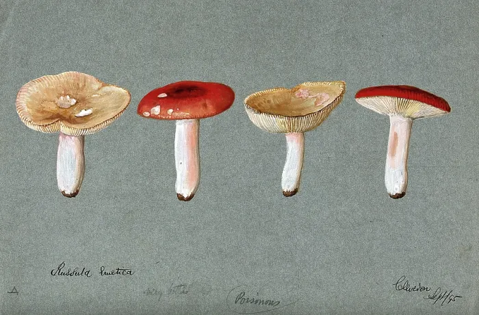 Framed Print : The sickener fungus (Russula emetica): four fruiting bodies, 1895. Creator: Unknown Framed Print : The sickener fungus (Russula emetica): four fruiting bodies, 1895. Creator: Unknown