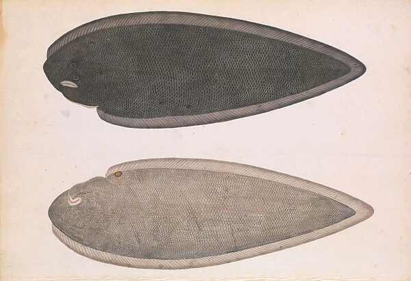 Two Sides of a Bengal River Fish, ca. 1804. Creator: Unknown