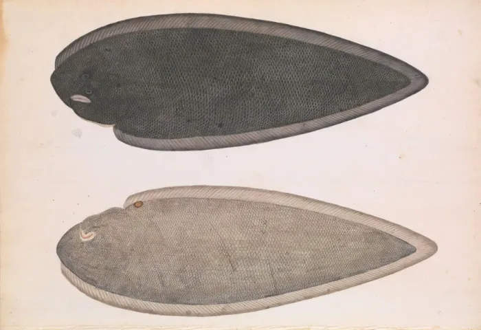 Framed Print : Two Sides of a Bengal River Fish, ca. 1804. Creator: Unknown Framed Print : Two Sides of a Bengal River Fish, ca. 1804. Creator: Unknown