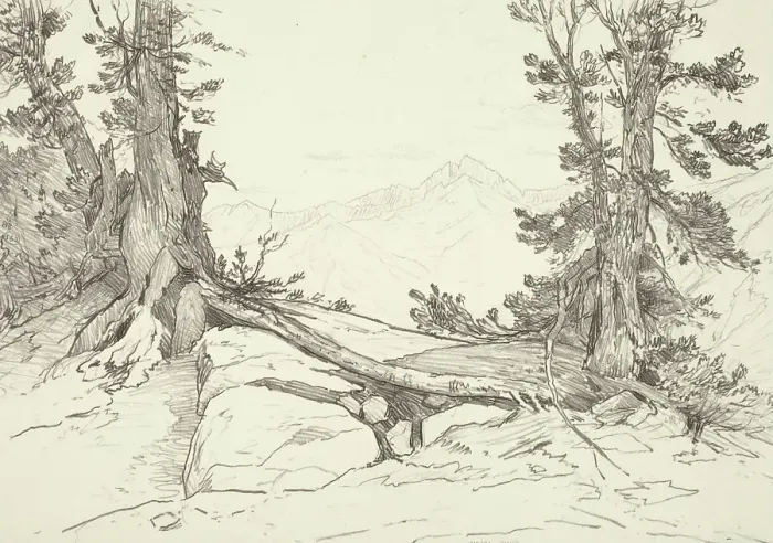 Framed Print : Sierra Pines, 1924. Creator: Bolton Coit Brown Framed Print : Sierra Pines, 1924. Creator: Bolton Coit Brown