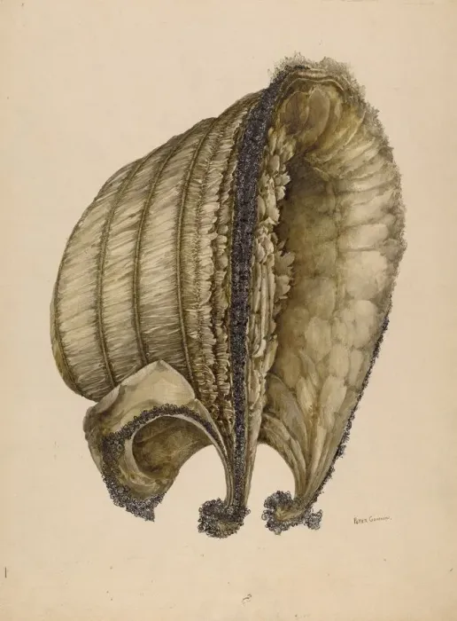 Framed Print : Silk Bonnet, 1935 / 1942. Creator: Peter Connin Framed Print : Silk Bonnet, 1935 / 1942. Creator: Peter Connin