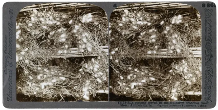 Framed Print : Silk cocoons woven into mulberry branches, Antioch, Syria, 1900s. Artist: Underwood & Underwood Framed Print : Silk cocoons woven into mulberry branches, Antioch, Syria, 1900s. Artist: Underwood & Underwood