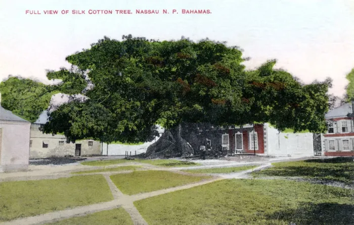 Framed Print : Silk Cotton Tree, Nassau, New Providence, Bahamas, c1900s. Artist: JO Sands Framed Print : Silk Cotton Tree, Nassau, New Providence, Bahamas, c1900s. Artist: JO Sands