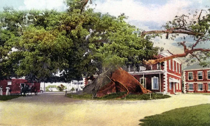 Framed Print : Silk Cotton Tree, Nassau, New Providence, Bahamas, c1900s Framed Print : Silk Cotton Tree, Nassau, New Providence, Bahamas, c1900s
