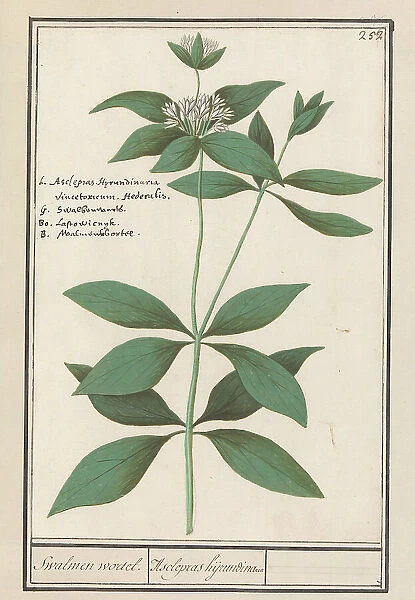 Silk plant (Asclepias syriaca), 1596-1610. Creators: Anselmus de Boodt, Elias Verhulst