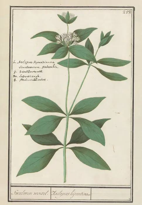 Framed Print : Silk plant (Asclepias syriaca), 1596-1610. Creators: Anselmus de Boodt, Elias Verhulst Framed Print : Silk plant (Asclepias syriaca), 1596-1610. Creators: Anselmus de Boodt, Elias Verhulst