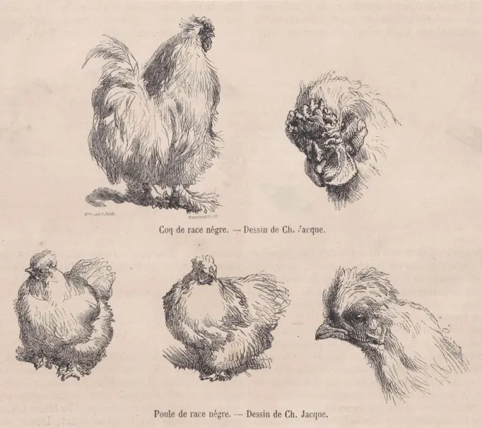 Framed Print : Silkie Cockerel and Silkie Hen, from Le Magasin Pittoresque, September 1861 Framed Print : Silkie Cockerel and Silkie Hen, from Le Magasin Pittoresque, September 1861