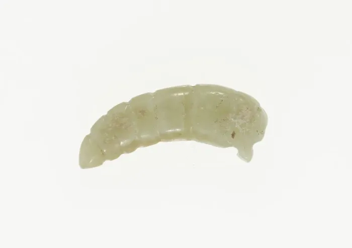 Framed Print : Silkworm Pupa Pendant, Shang or Western Zhou period, 13th / 10th century B. C Framed Print : Silkworm Pupa Pendant, Shang or Western Zhou period, 13th / 10th century B. C