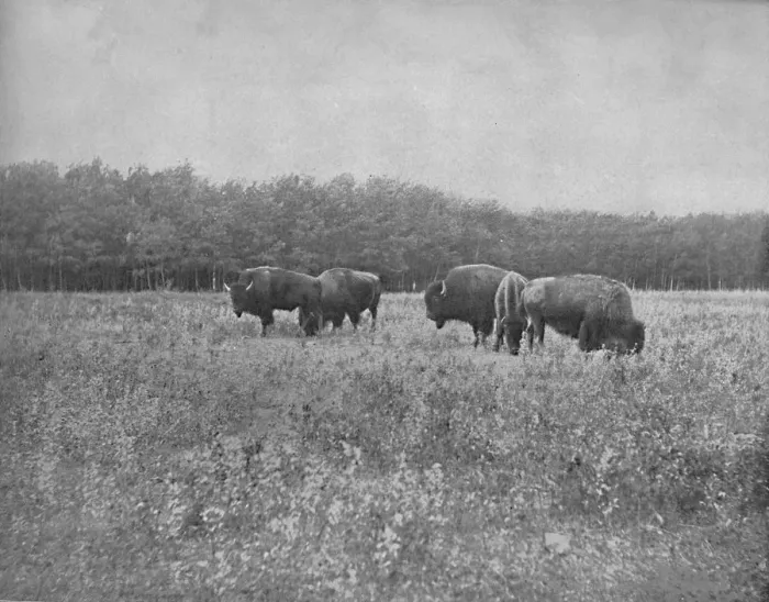 Framed Print : Silver Heights, Winnipeg, c1897. Creator: Unknown Framed Print : Silver Heights, Winnipeg, c1897. Creator: Unknown