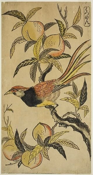 Silver Pheasant (Hakkan), c. 1730. Creator: Nishimura Shigenaga