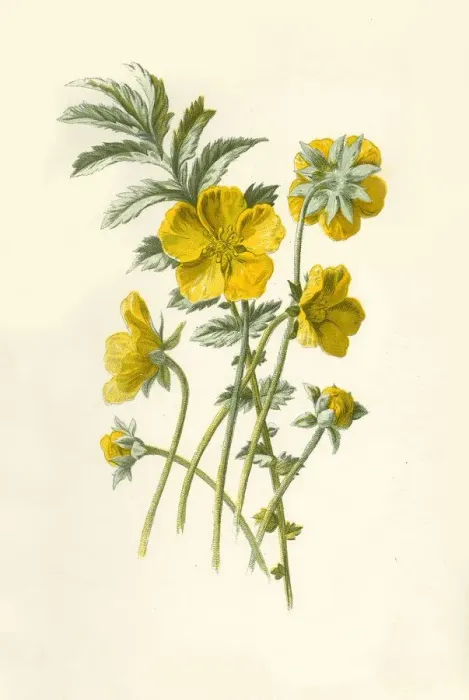 Framed Print : Silver-Weed, 1877. Creator: Frederick Edward Hulme Framed Print : Silver-Weed, 1877. Creator: Frederick Edward Hulme