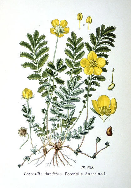 Silverweed, 1893