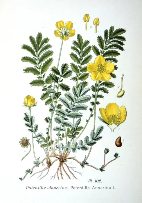 Framed Print : Silverweed, 1893 Framed Print : Silverweed, 1893