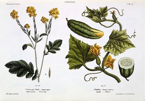 Sinapis nigra (fig 13), Cucumis Sativus (fig 14), 1845