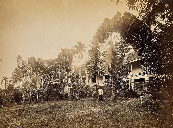 Framed Print : Singapore: two large traveller's palms (Ravenala madagascariensis) in the garden of a club... 1881 Framed Print : Singapore: two large traveller's palms (Ravenala madagascariensis) in the garden of a club... 1881