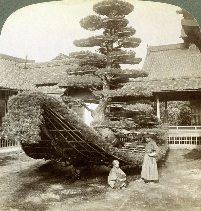 Framed Print : A single pine trained into the shape of a boat, Kinkaku-ji Monastery, Kyoto, Japan, 1904. Artist: Underwood & Underwood Framed Print : A single pine trained into the shape of a boat, Kinkaku-ji Monastery, Kyoto, Japan, 1904. Artist: Underwood & Underwood