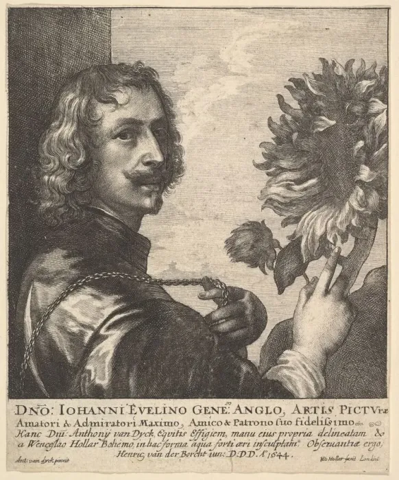 Framed Print : Sir Anthony van Dyck with a sunflower, 1644. Creator: Wenceslaus Hollar Framed Print : Sir Anthony van Dyck with a sunflower, 1644. Creator: Wenceslaus Hollar