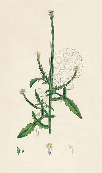 Sisymbrium officinale. Common Hedge-mustard, 19th Century
