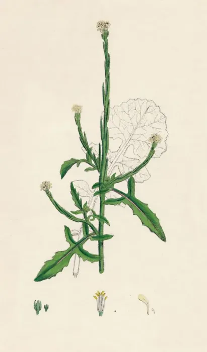 Framed Print : Sisymbrium officinale. Common Hedge-mustard, 19th Century Framed Print : Sisymbrium officinale. Common Hedge-mustard, 19th Century