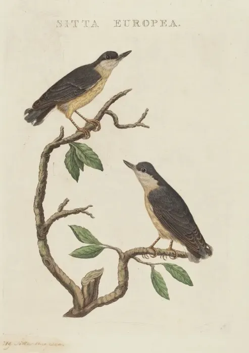 Framed Print : Sitta europea. Creator: Unknown Framed Print : Sitta europea. Creator: Unknown