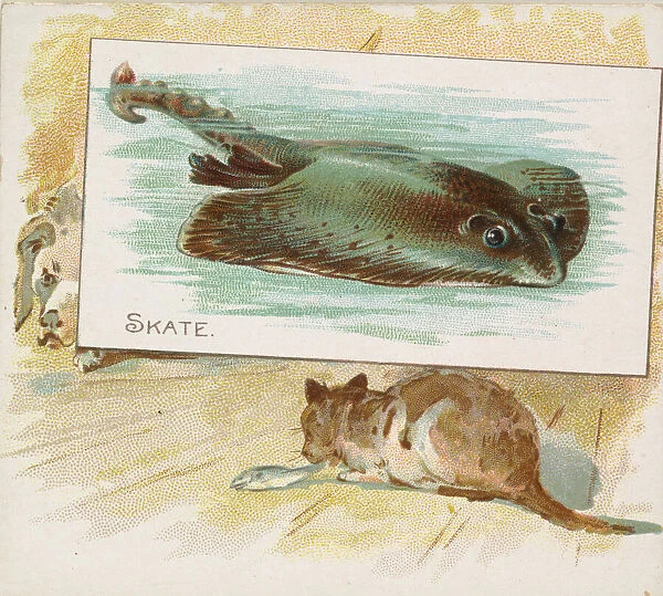 Skate, from Fish from American Waters series (N39) for Allen & Ginter Cigarettes