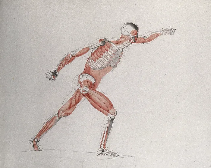 Framed Print : Skeletal and myologic structure of the Borghese Gladiator statue: the figure is... (1833?) Framed Print : Skeletal and myologic structure of the Borghese Gladiator statue: the figure is... (1833?)