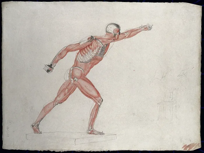 Framed Print : Skeletal and myologic structure of the Borghese Gladiator statue: the figure is... (1833?) Framed Print : Skeletal and myologic structure of the Borghese Gladiator statue: the figure is... (1833?)
