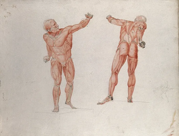 Framed Print : Skeletal and myologic structure of the Borghese Gladiator statue: two figures... (1833?) Framed Print : Skeletal and myologic structure of the Borghese Gladiator statue: two figures... (1833?)