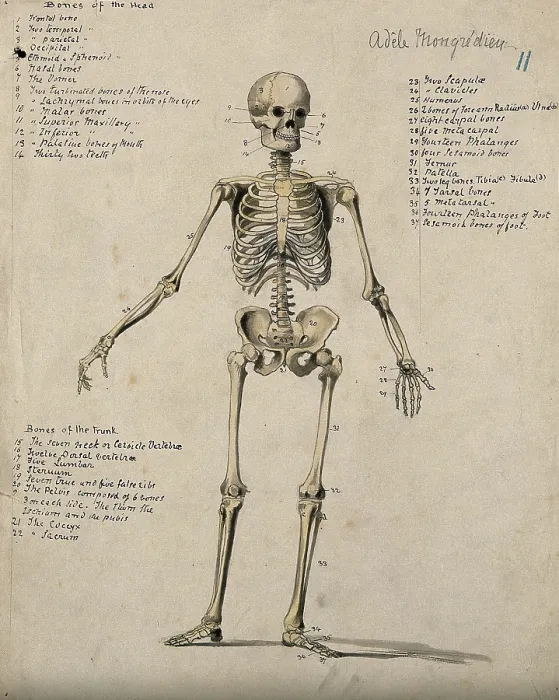 Framed Print : A skeleton, 1880. Creator: Adele Mongredien Framed Print : A skeleton, 1880. Creator: Adele Mongredien